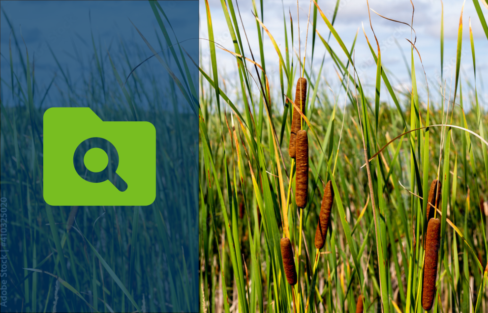 Wetland grasses and a folder search icon.