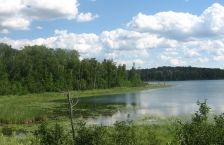 Lake surrounded by trees and long grasses.