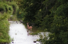 Two deer stand in the Redwood River surrounded by low-handing tree branches and plants.