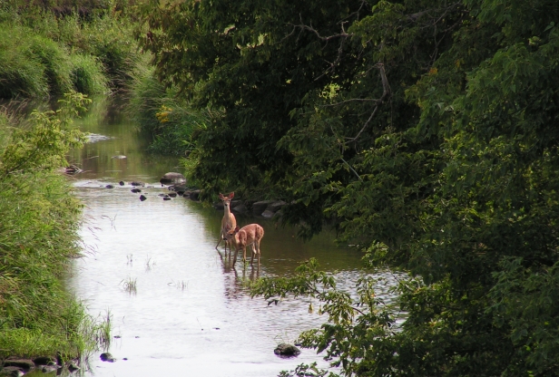 Two deer stand in the Redwood River surrounded by low-handing tree branches and plants.
