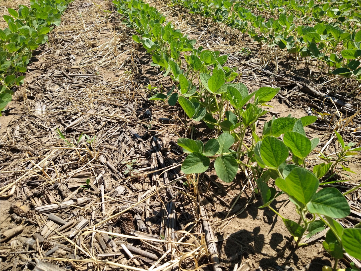Rows of soybean plants and the residue of last year's corn crop between the rows.