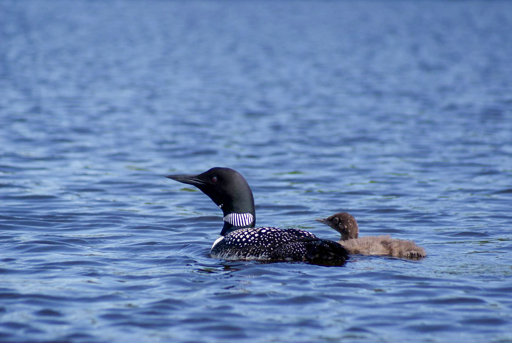 A loon and chick on a lake.
