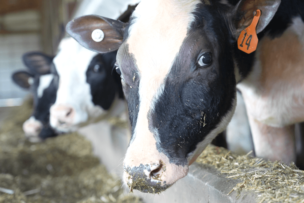 cattle at a feedlot looking at the camera during meal time