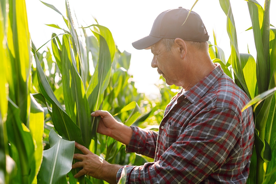 A farmer in a cornfield.