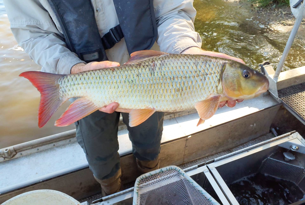A person in a shallow watercraft holding a medium sized fish with large scales and red tail fins..