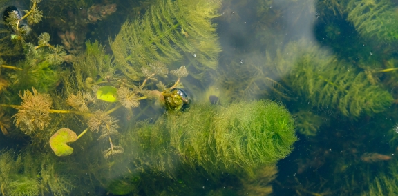 Feathery green Chara algae under the surface of the water.