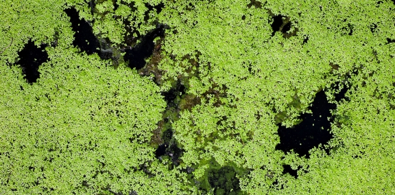 Water surface covered with green duckweed.