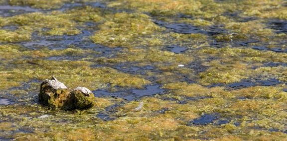 Floating mass of green filamentous algae.