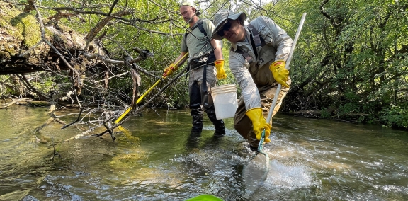 Two men standing in a stream trying to catch fish with nets. 