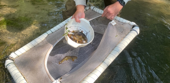 Fish being transferred from a plastic container to a floating mesh pen. 