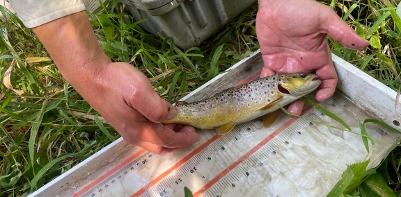 Two hands measuring the length of a fish against a ruler.