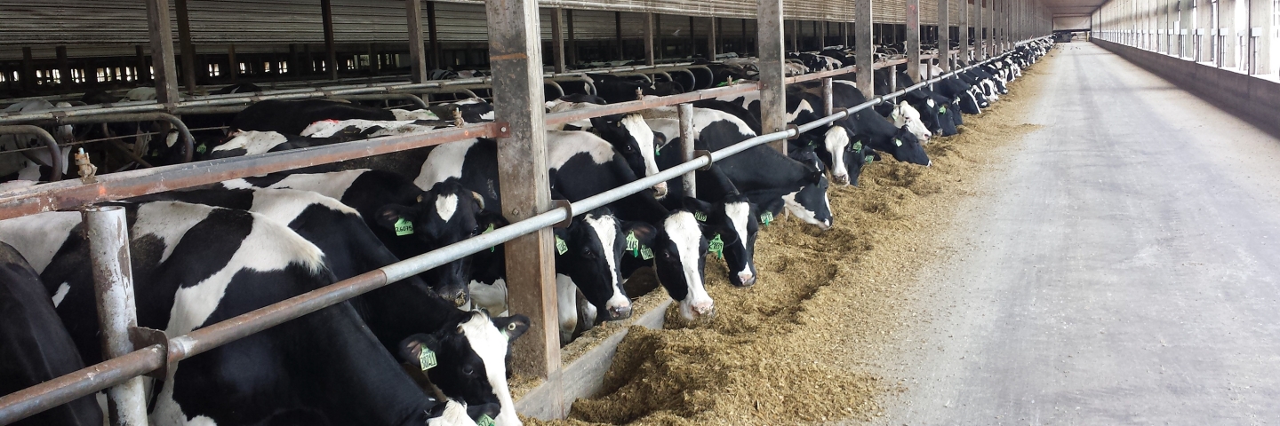 Large dairy feedlot