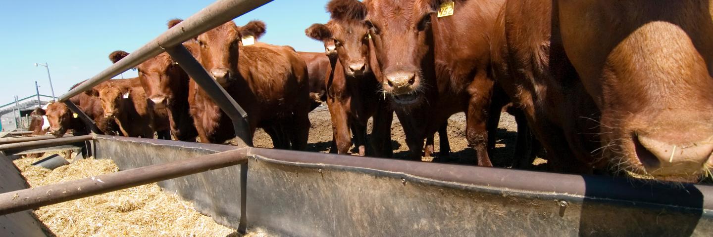 A row of brown cows at a feeding trough looking at the camera.