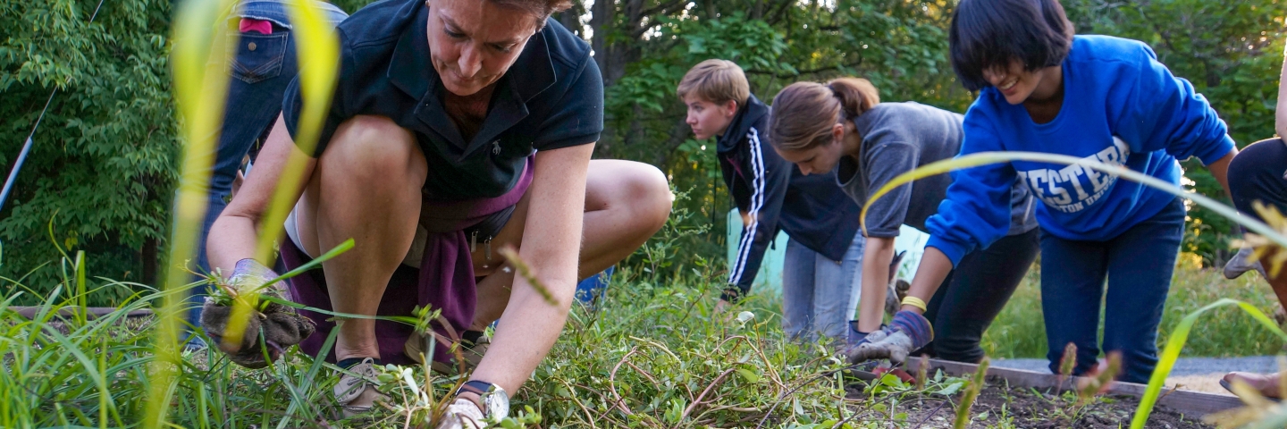 A group of people working in a garden.