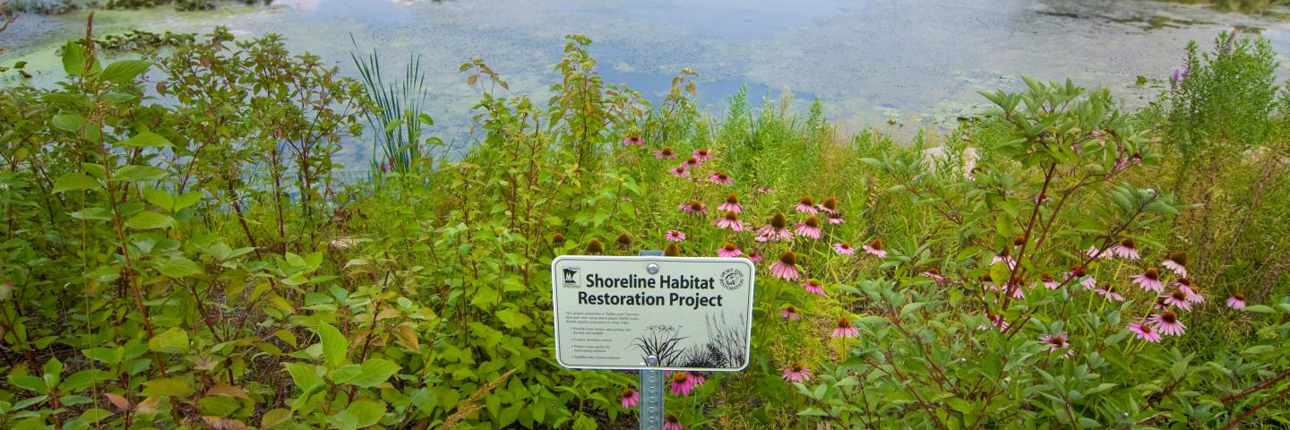 Shoreline habitat restoration project sign among native plants in front of lake.