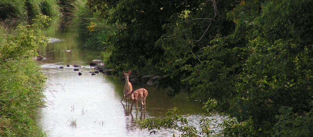 Two deer stand in shallow river lined with trees.