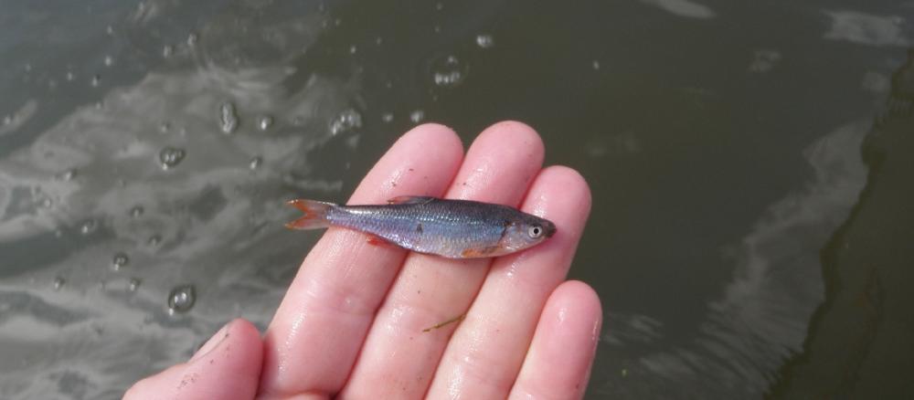 Close up of an open hand displaying a very small fish called a Redfin Shiner.