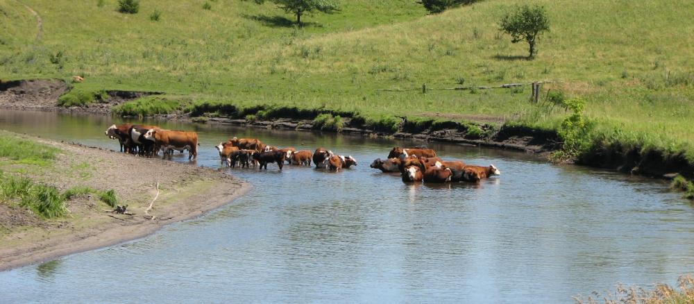 Cattle standing in Pomme de Terre River