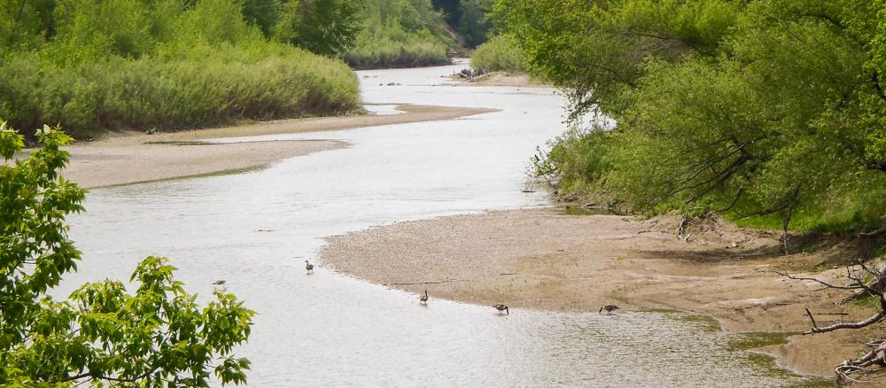 A small river winds through woods, four Canada geese stand in the shallows along the flat river bank.