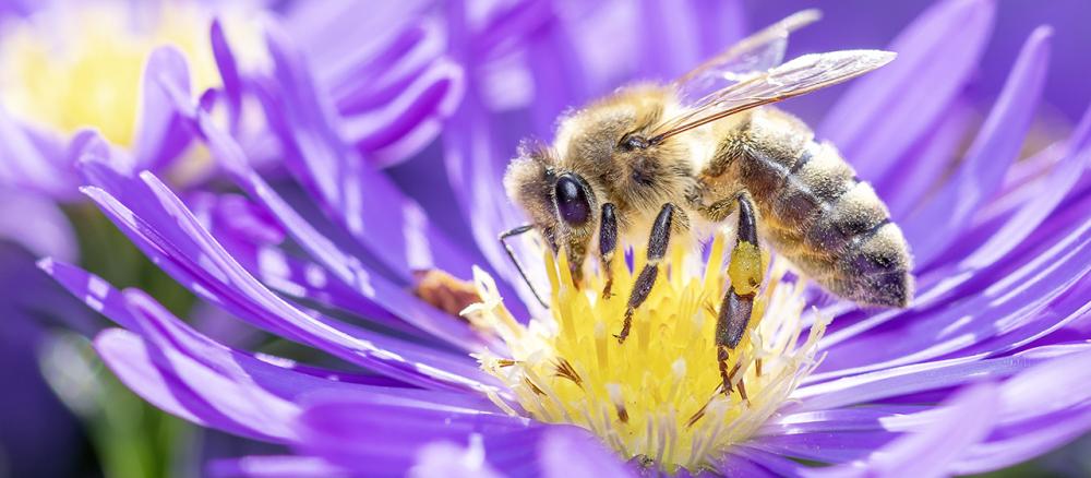 Close up side view of a honeybee on a purple flower with a yellow center.