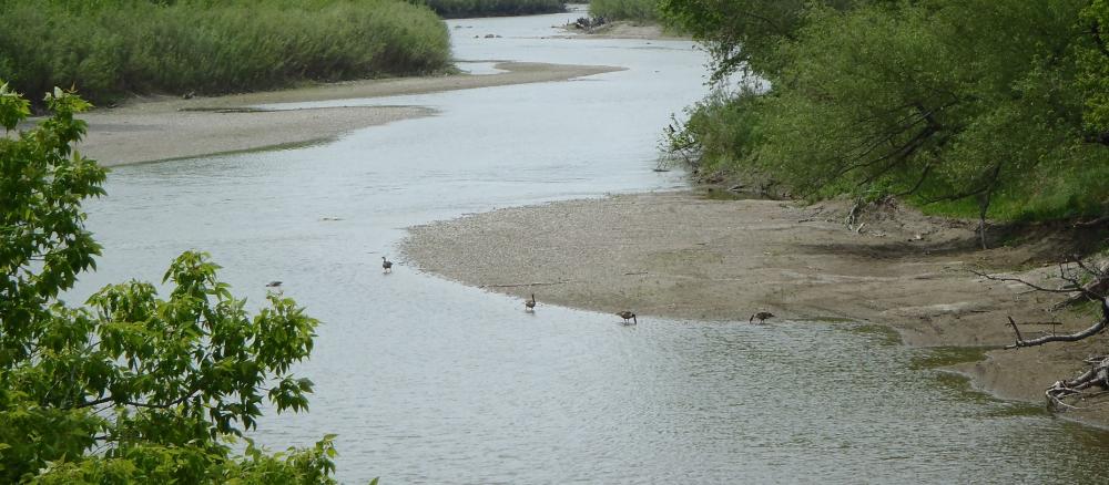 Shallow river winding toward viewer through a heavily wooded area. Canada geese are standing in the shallows.