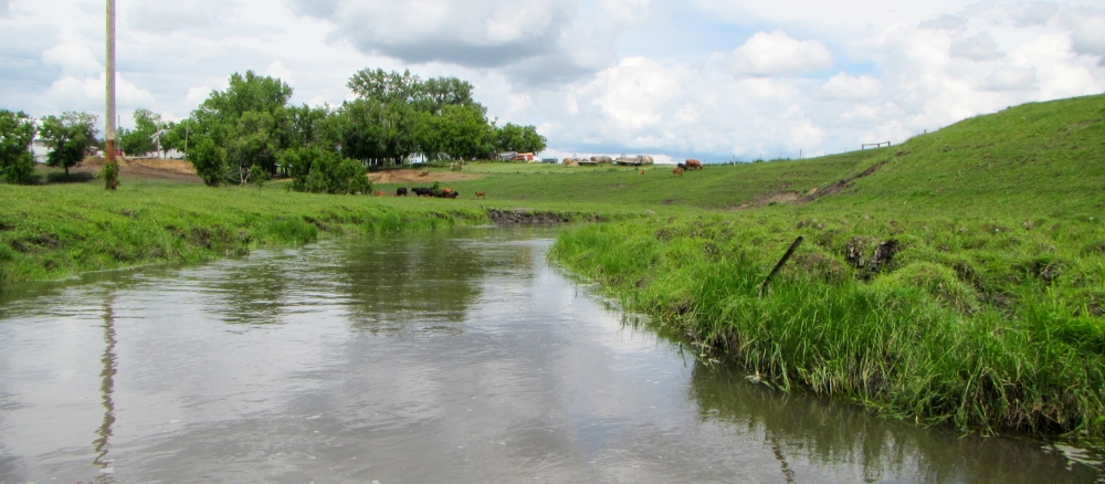 Stream flowing through a grassy field with cattle grazing in background.