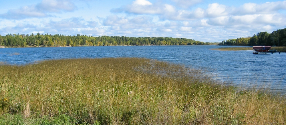 Lake with reeds and grasses in the foreground, and tree covered shoreline across the lake.