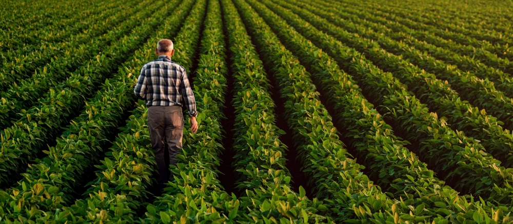 Rear view of farmer walking in soybean field at dusk.
