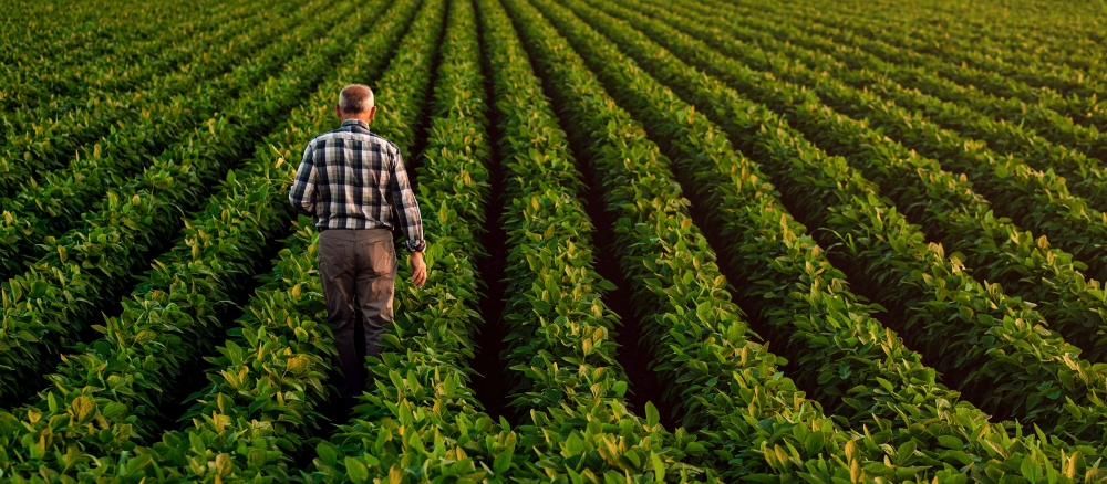 Rear view of farmer walking in soybean field at dusk.