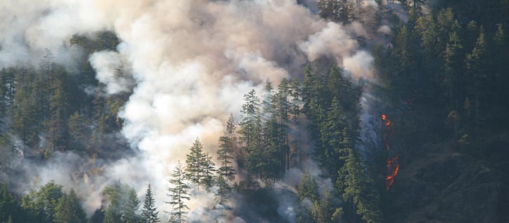 Smoke billows into the sky from a forest fire