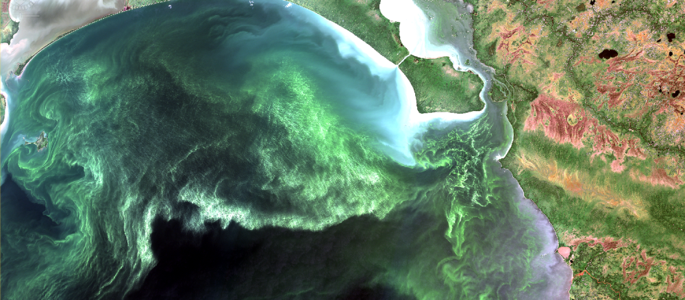 Satellite image of algae growth in Lake Winnipeg
