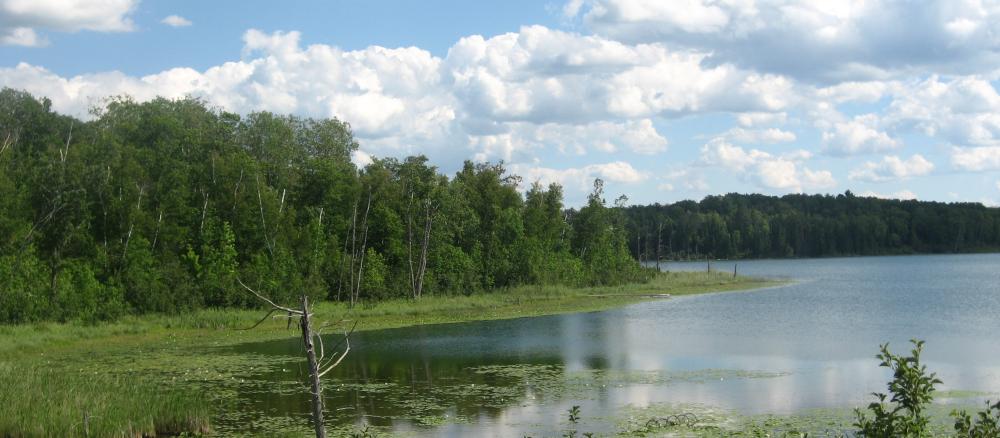 Lake surrounded by trees and long grasses.