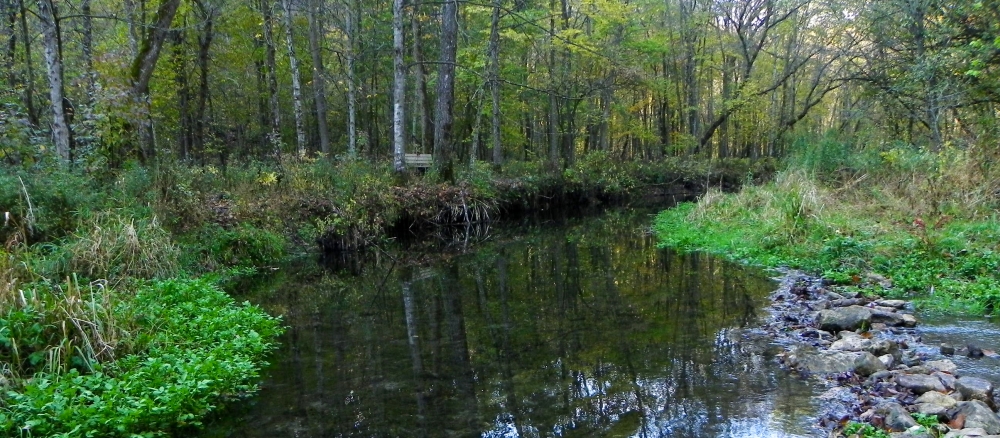 A small stream running through woods.