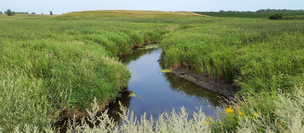 A narrow stream running through banks covered in long grass.