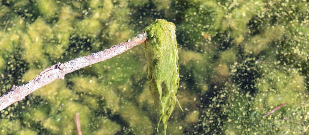 A clump of green filamentous algae that looks like fiber or threads on the end of a stick.
