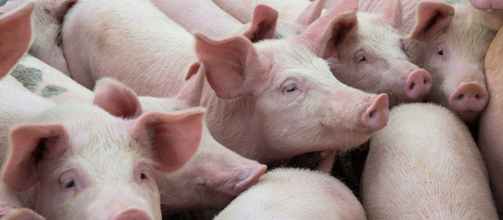 Herd of pigs in a pen.