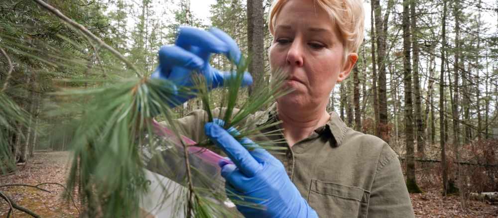 Close up of a woman wearing gloves collecting pine needle samples from a branch.