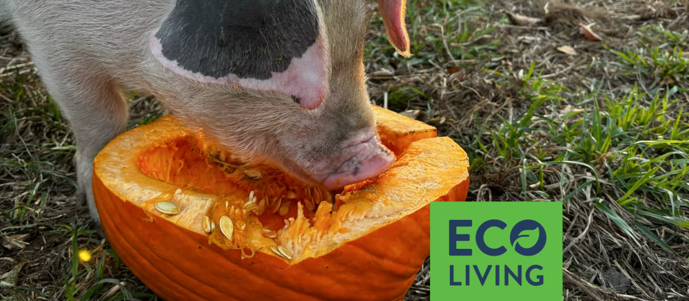 A pig eating a pumpkin in a grassy field. An overlay graphic says "Eco Living". 