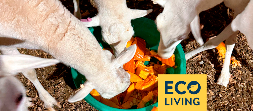 Sheep eating a pumpkin from a green pan. An overlay graphic says "Eco Living". 