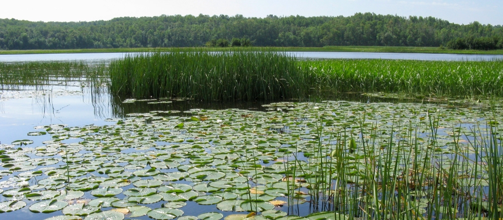 Calm water in a bay filled with lily pads and cattails and trees on the opposite shore.