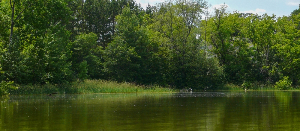 Green trees and grass on the bank of a still lake.