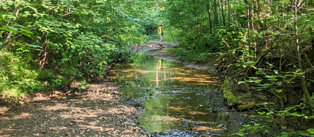 A man looks at a small stream running through the woods.