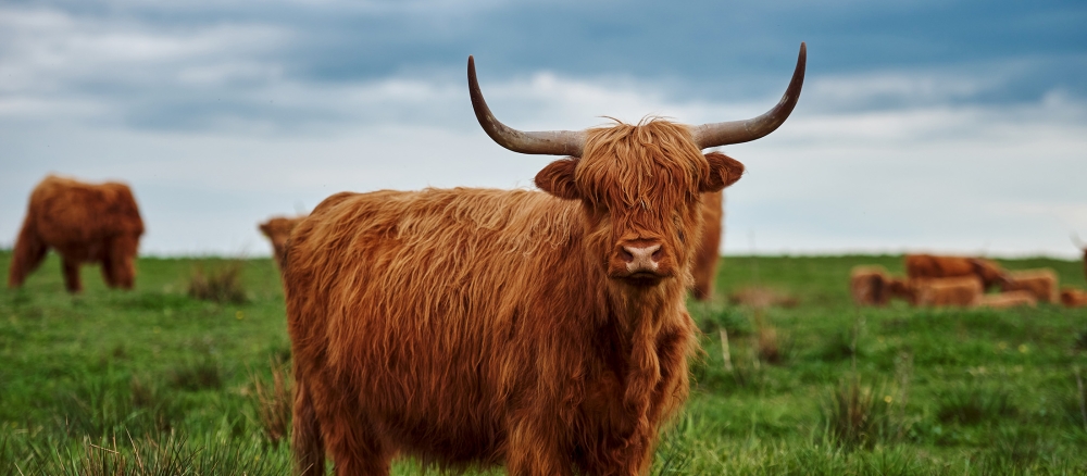 A red Scottish Highland cow stands in a grassy pasture.
