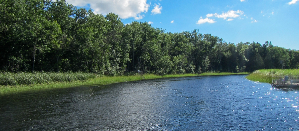A small river with trees on the left bank and long grass and dock on the right bank.