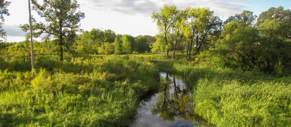 Small stream running through wetlands with long green grass and trees. The trees are reflected in the stream.