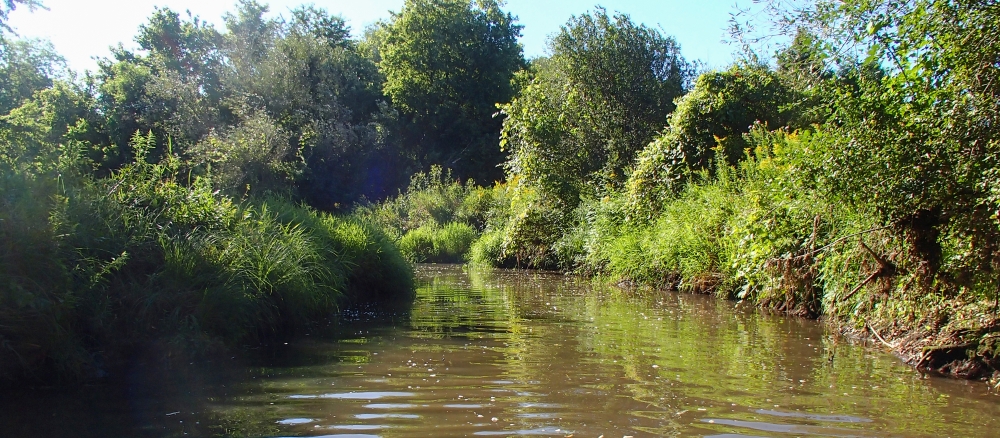 Brown stream with grassy and tree lined banks.