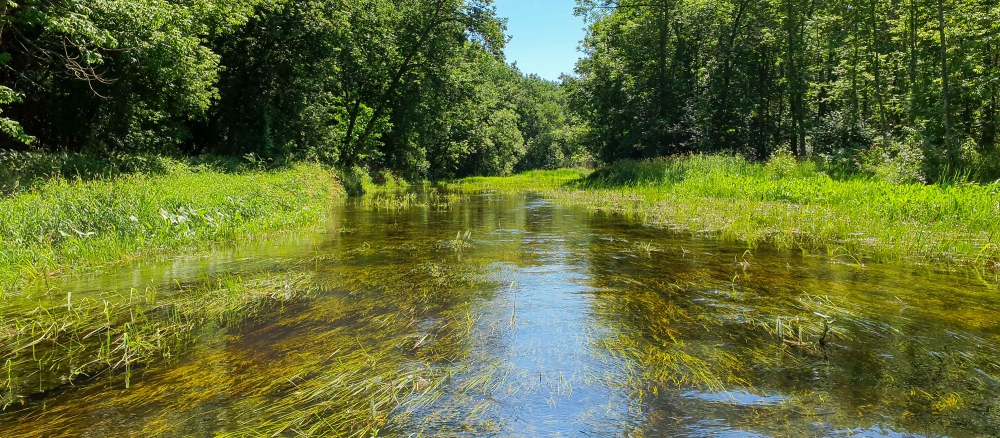 Wide stream with grass growing in it.