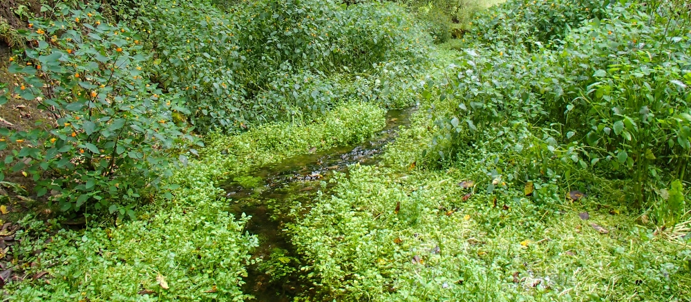 Very small narrow stream running through vegetation.