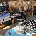 Loon and moose statues at Eco Experience.