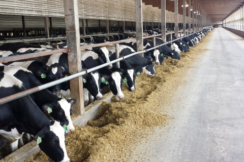 Dairy cows eating in a large feedlot.